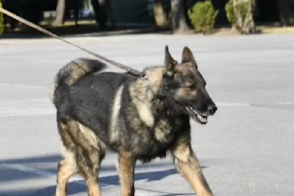 Proteo perro rescatista
