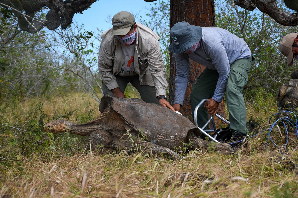 La tortuga Diego, que el lunes regresó a isla Española después de 87 años en el exilio, da los primeros pasos en su viejo-nuevo hogar, donde seguirá siendo rastreada y seguida por expertos del Parque Nacional Galápagos (PNG).