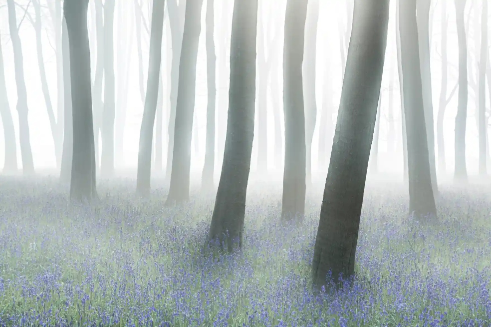 Philip Selby fue el ganador en la categoría bosques salvajes, por su imagen a Badbury Clump, una colina ubicada en el condado inglés de Oxfordshir.