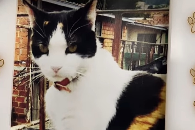 Lady Tabares despide a Manchas, la gata que le salvó la vida hace 19 años (video)