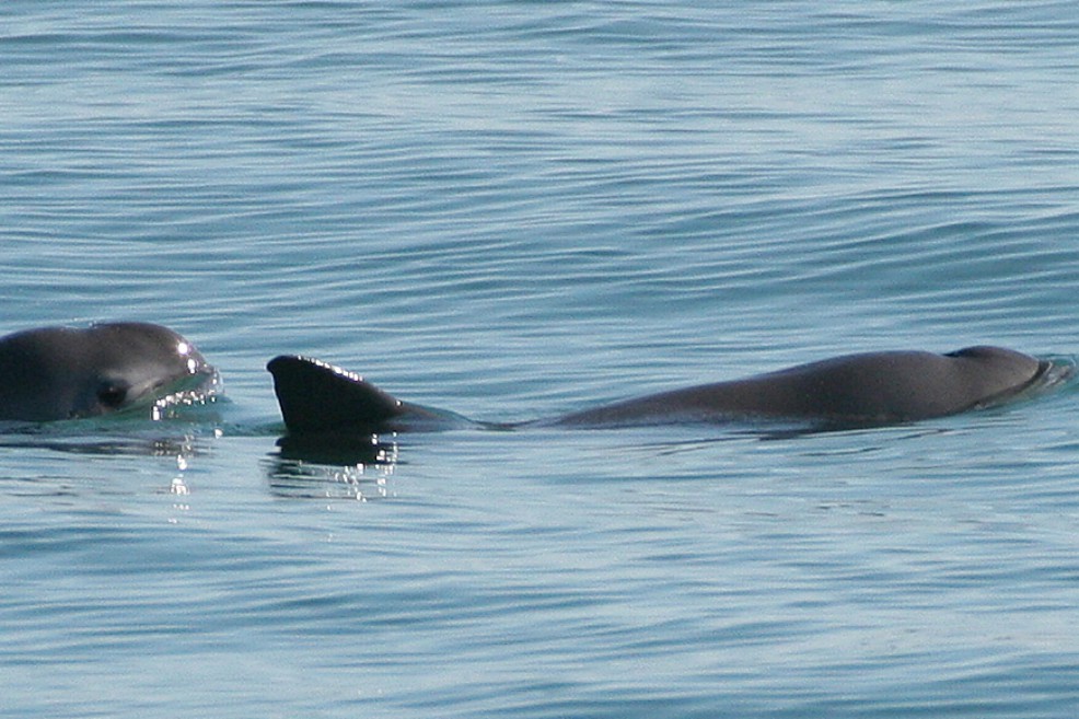 Otra especie a punto de extinguirse: solo quedan 12 vaquitas marinas en el planeta