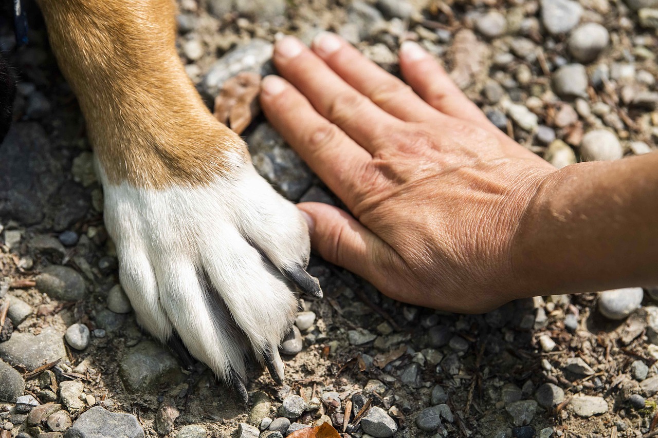 Adulta mayor fue arrollada por un perro en Zipaquirá: su pronóstico es reservado