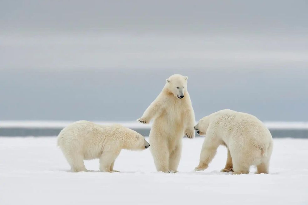 Philippe Ricordel tomó una imagen en la que se puede observar cómo un oso polar está de pie y parece adoptar el gesto que se usa en judo para preparar a los contrincantes para una pelea. La imagen fue tomada en el refugio de vida silvestre del Ártico, en Alaska.