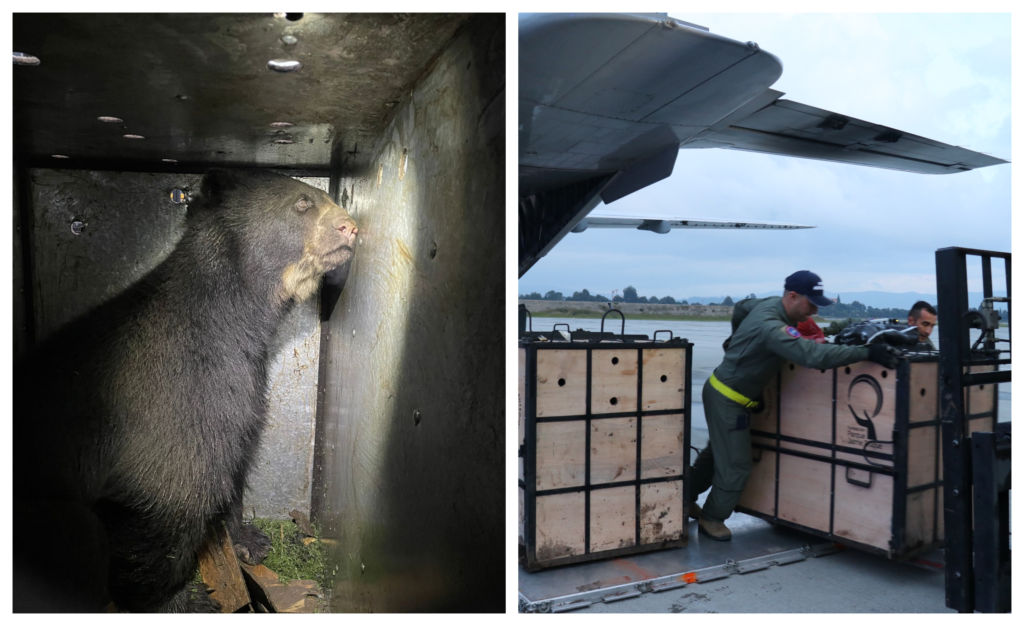 Fuerza Aérea traslada dos osos de anteojos para asegurar su supervivencia