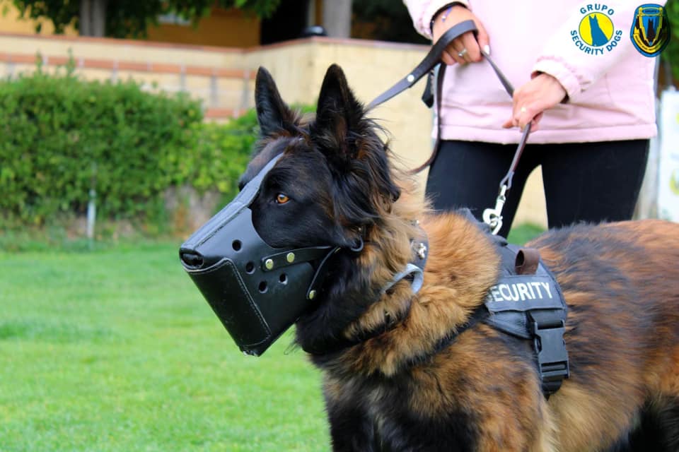 Proyecto Pepo: perros de protección para mujeres víctimas de violencia de género