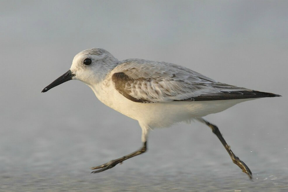 En medio siglo han desaparecido 2.900 millones de aves en Norteamérica