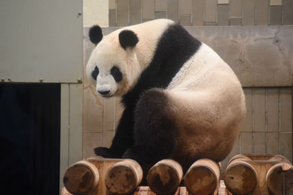 Pekín realiza la Semana Cultural del Panda para promover la importancia de este animal