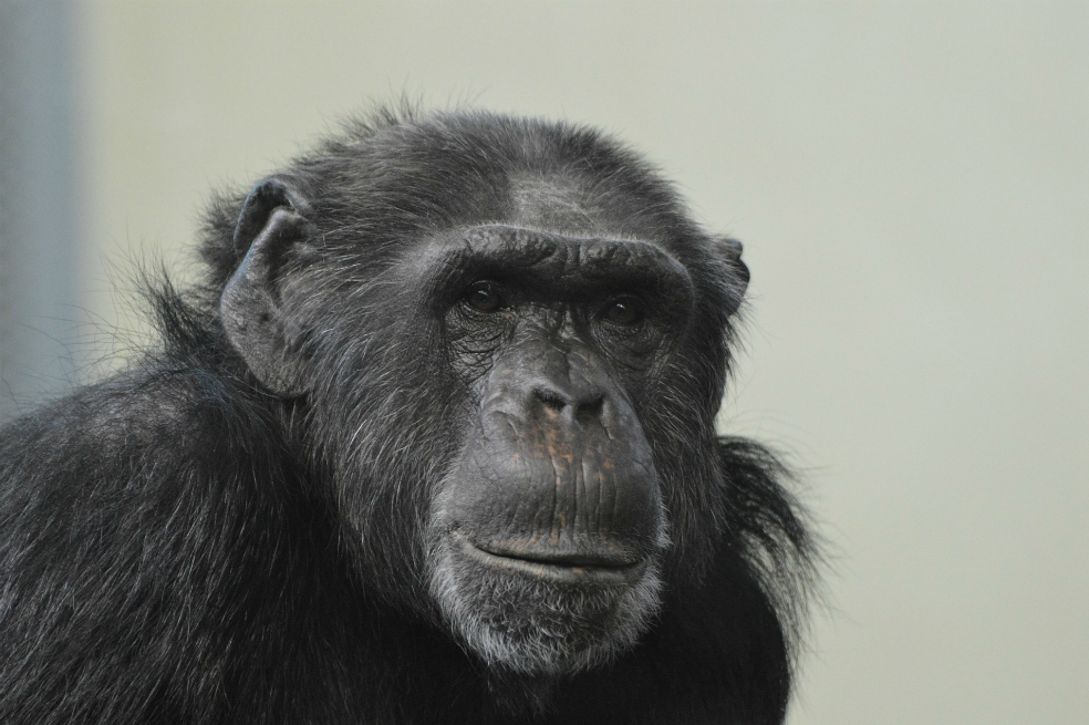 Psicólogo evolutivo asegura que hace 100 años nació un híbrido entre humano y chimpancé