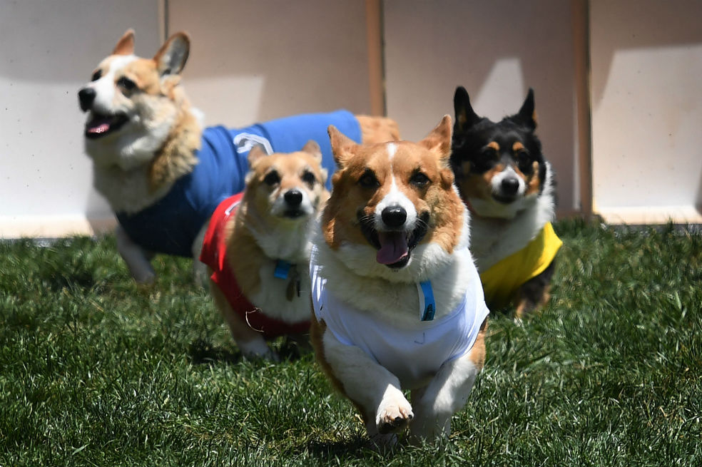 En imágenes: La tierna competencia de perros Corgi en EE.UU.