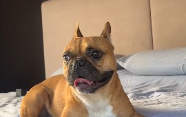 Compraron a Quipitos y cuando enfermó lo abandonaron en una veterinaria de Bogotá