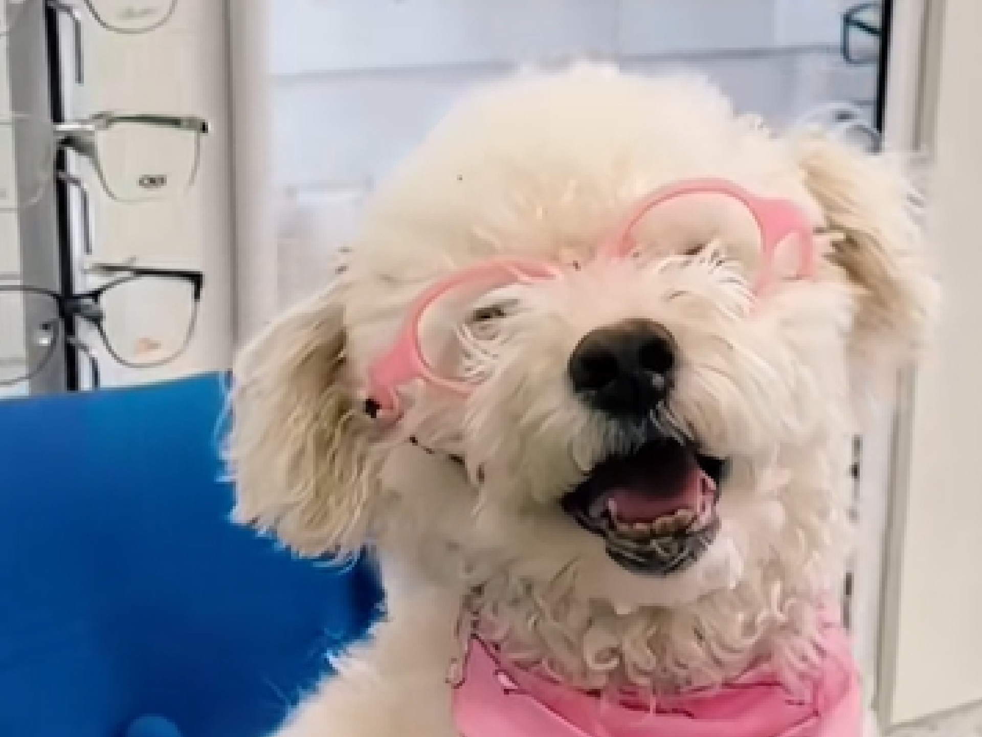 La perrita no veía con claridad, y eso explicaba cada paso inseguro que daba.