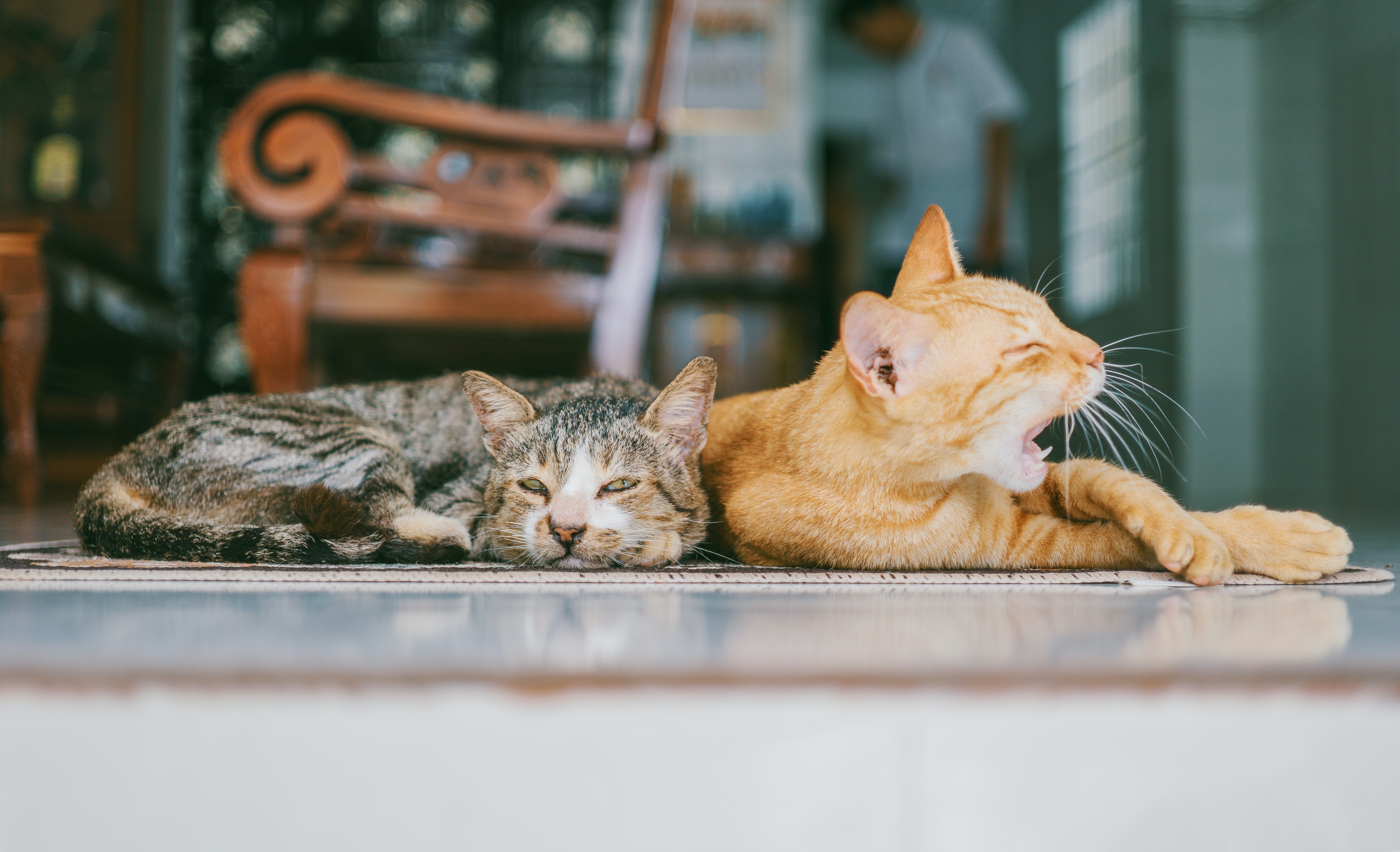 Edad de gatos en humanos: así puedes calcular cuántos años tiene tu mascota