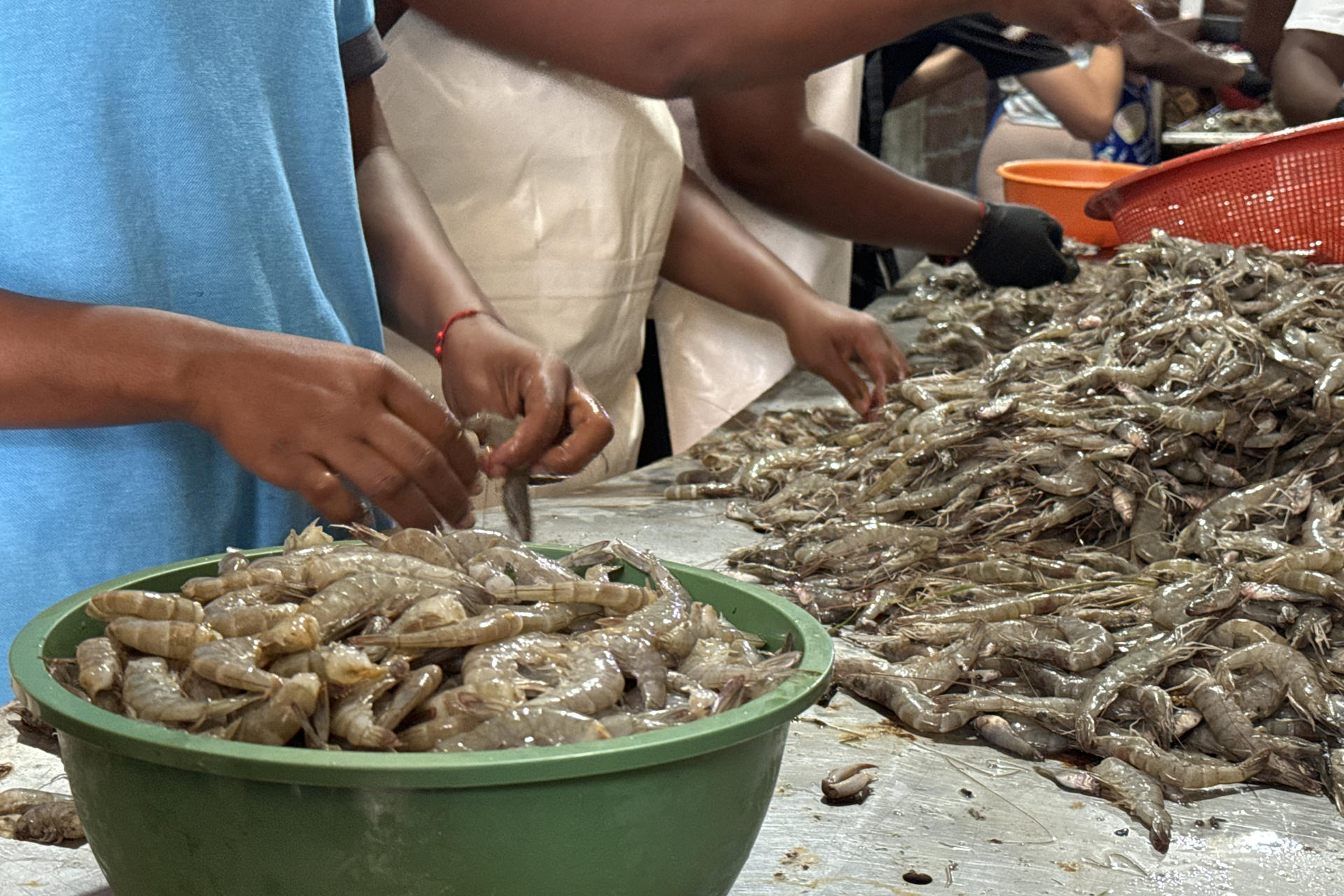 AME5005. TUMACO (COLOMBIA), 31/08/2025.- Fotografía del 22 de agosto de 2025 de mujeres de una empresa pesquera quitando la cáscara y cabeza de la pesca de camarones en una de las zonas costeras en Tumaco (Colombia). Las hermanas Jaqueline y Jessi Sevillano caminan por las calles de Tumaco, en la costa pacífica del suroeste de Colombia, con la sonrisa inigualable que da la firme convicción de que los emprendimientos también pueden cambiar el mundo. EFE/ Mario Baos
