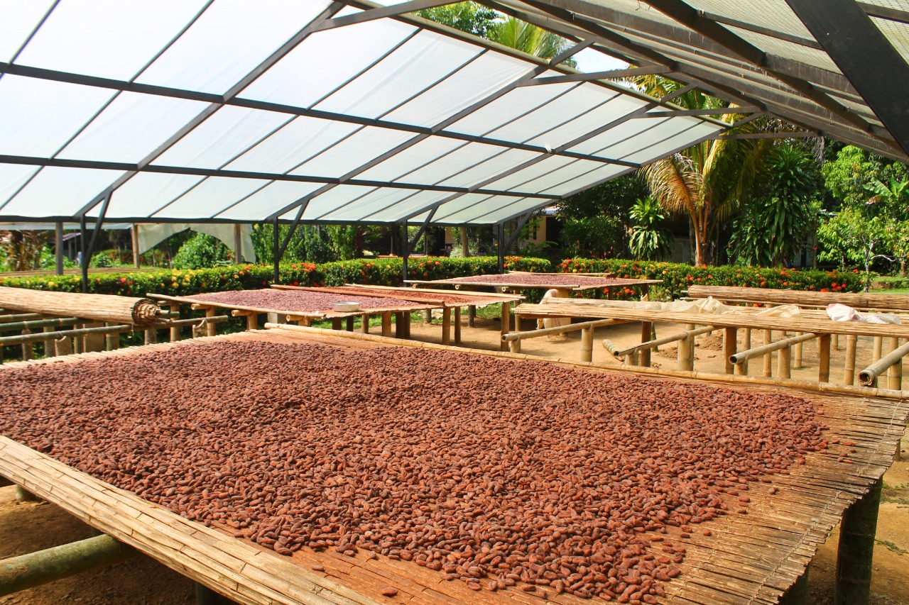 En los años 2010, 2011 y 2015 el cacao modelo araucano fue galardonado como el mejor del mundo en el International Cocoa Awards en el Salon du Chocolat en Paris.