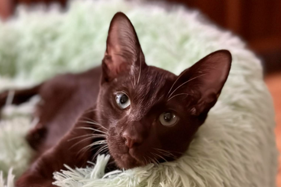 Gatos habana brown