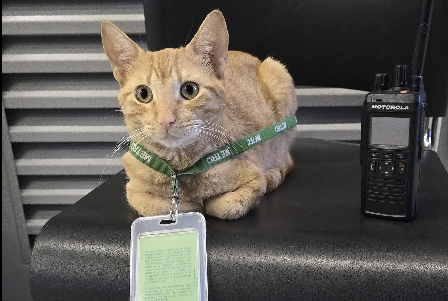 La historia de Mishi: el gato que “trabaja” en el Metro de Medellín