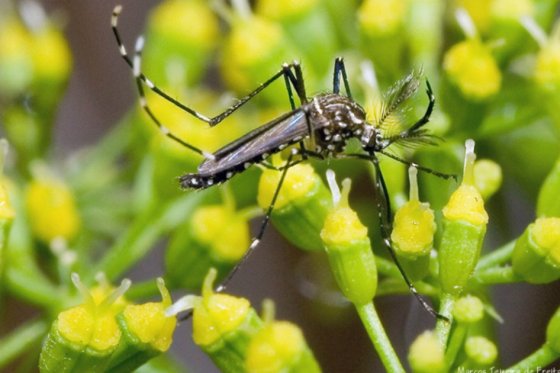 Zika: investigadores difundirán gratuitamente sus descubrimientos
