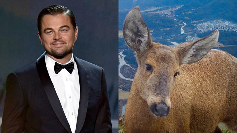 leonardodicaprio
