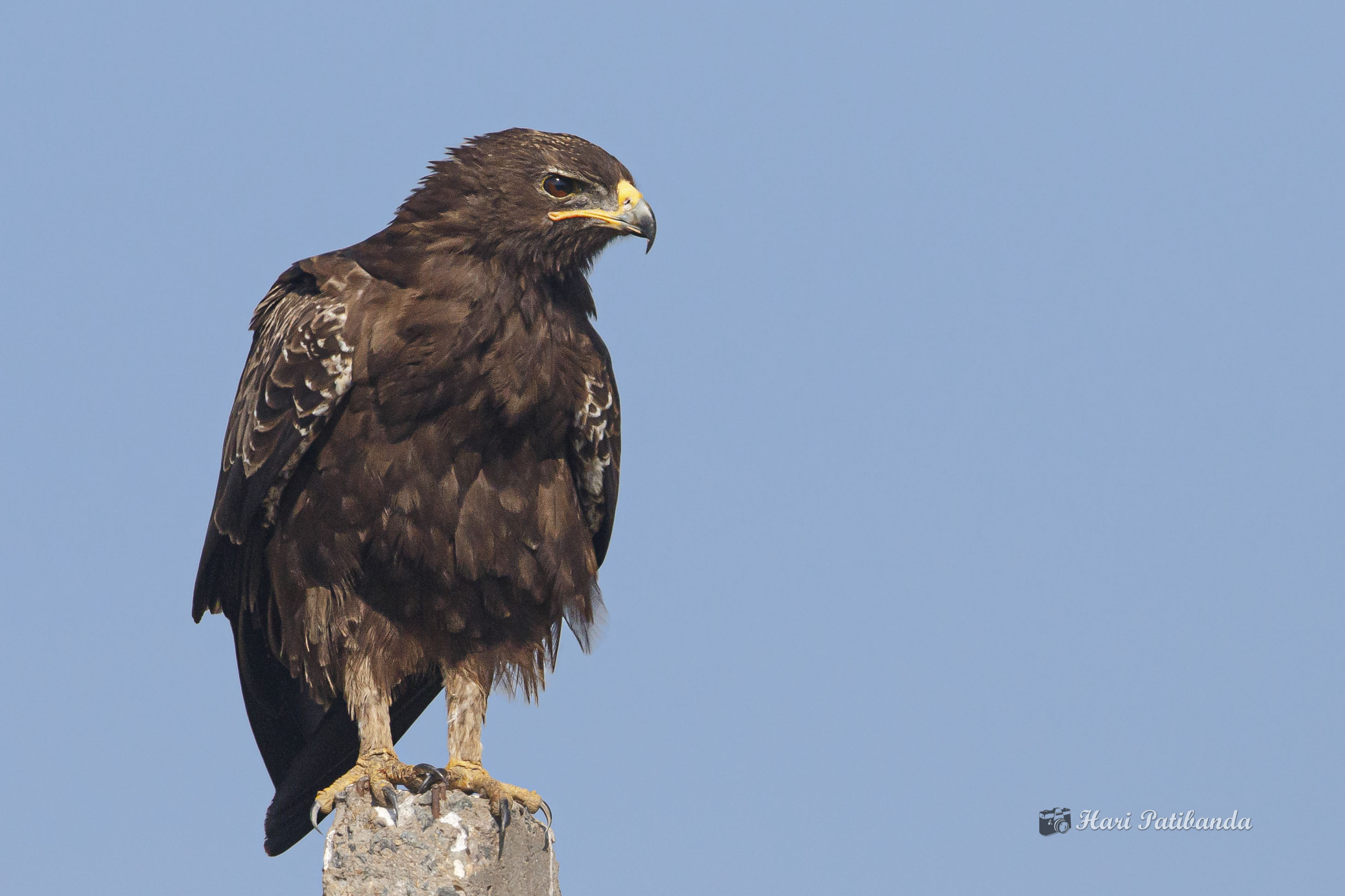 La guerra de Ucrania altera la migración de una especie de águila