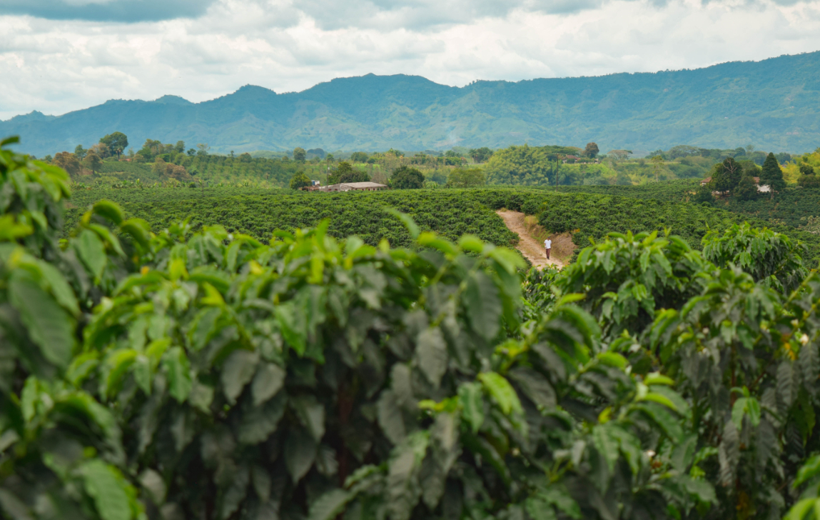 Las malas condiciones de los campesinos: otro desafío para la producción de café colombiano