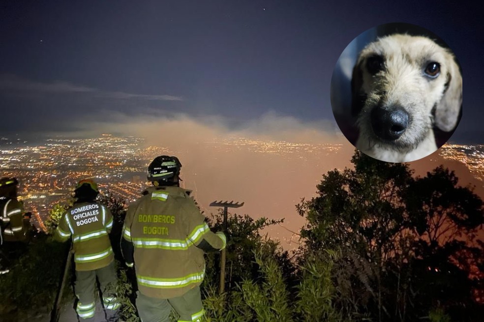 Incendio en los cerros orientales de Bogotá: ¿cómo proteger a los perros y gatos?
