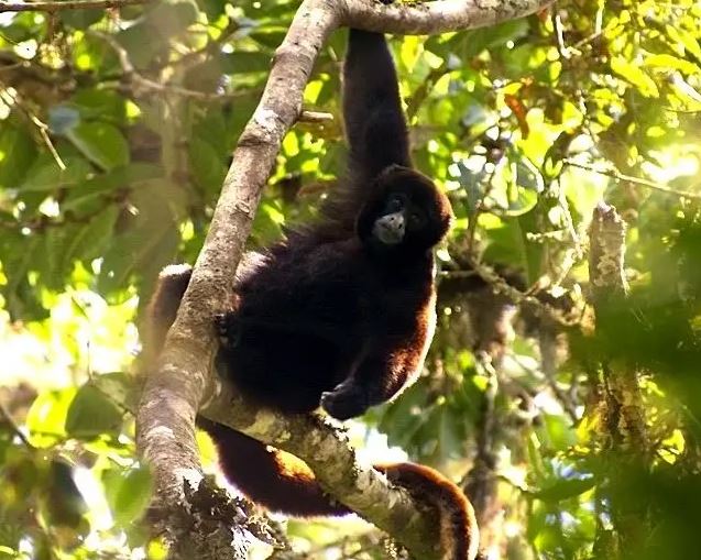 La lucha por salvar a uno de los monos más amenazados de la Amazonia