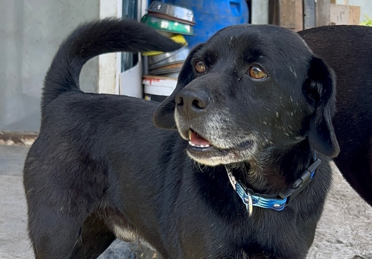 Brownie lleva años en una fundación y nunca ha recibido una solicitud de adopción