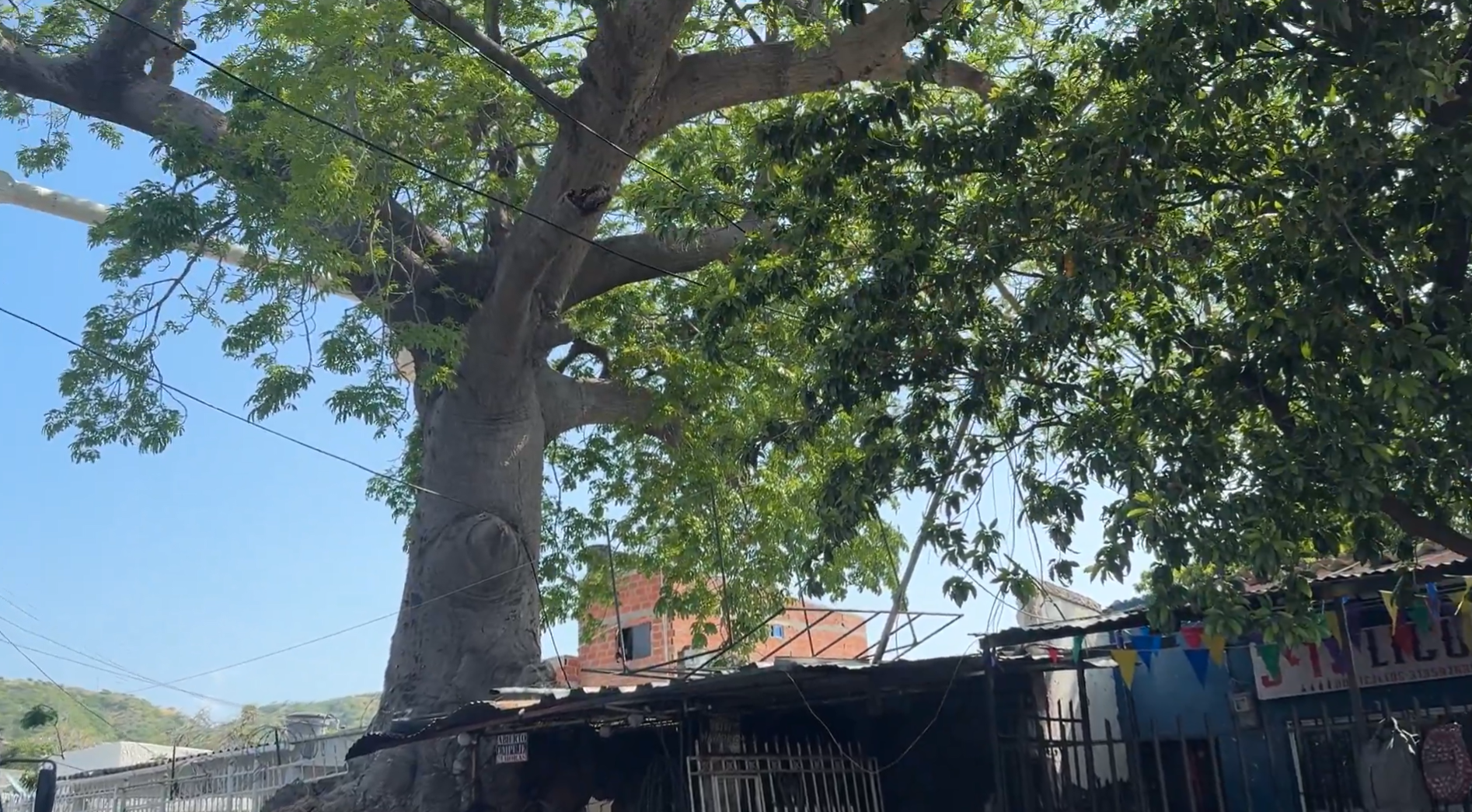 Juez ordenó talar centenaria bonga en Santa Marta; hay polémica