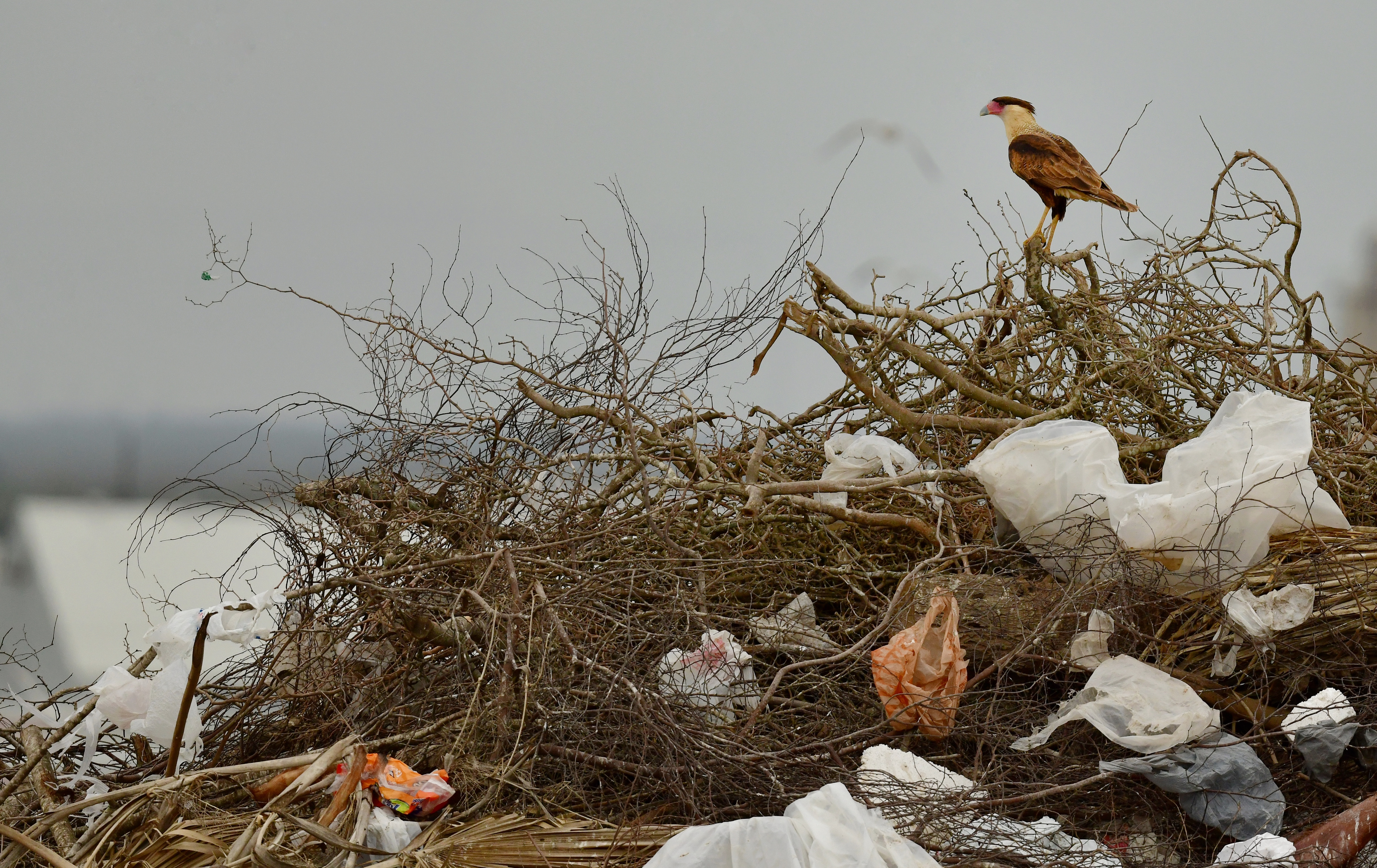 El planeta está más cerca de un tratado para eliminar la contaminación por plásticos