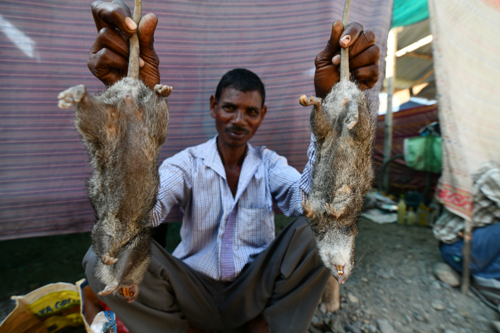 La rata, el ingrediente principal de algunos menús de fin de año en India