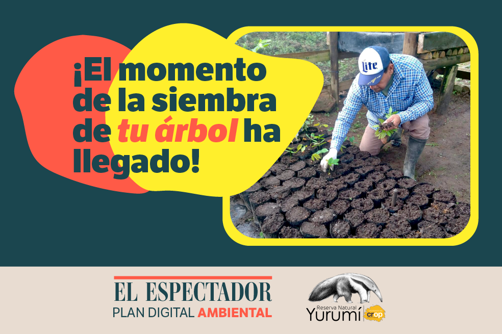 Bosque El Espectador: sigue el proceso de siembra de tu árbol