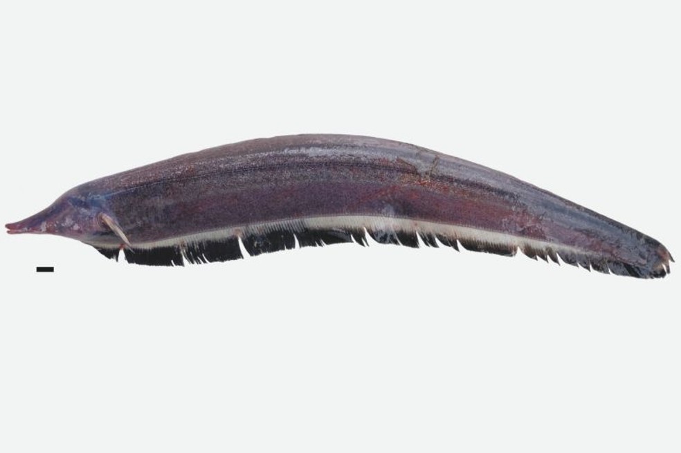 Científicos e indígenas identificaron más de 30 especies de peces eléctricos en el Amazonas