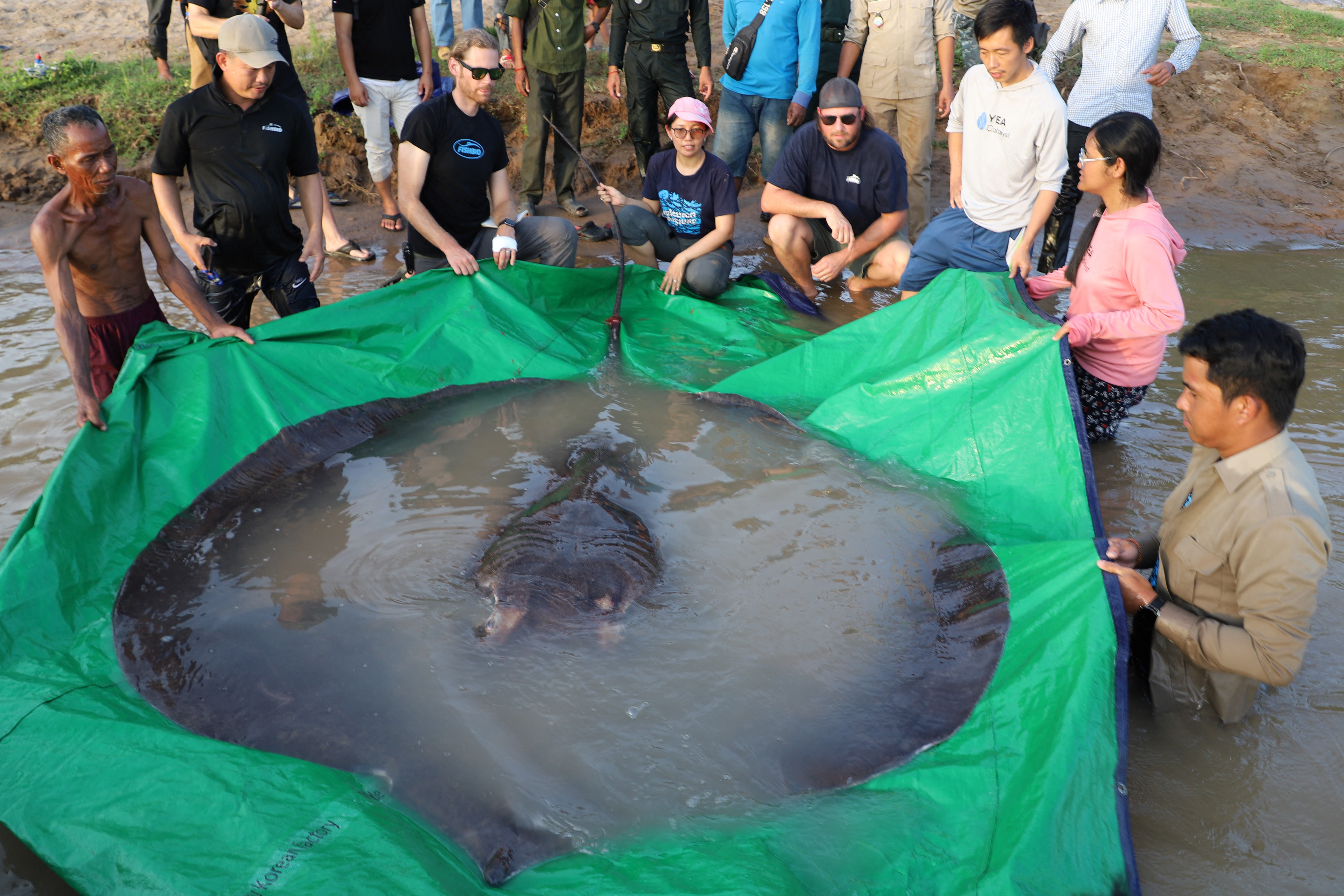 Impresionante: pescador captura una raya de 300 kilos