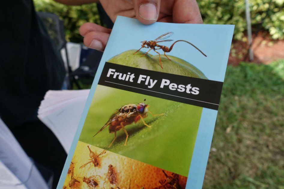 Los estragos de pequeña mosca asiática en Florida