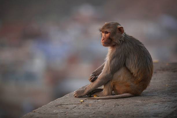 Homosexualidad en los animales: nuevas claves desde el estudio de los primates