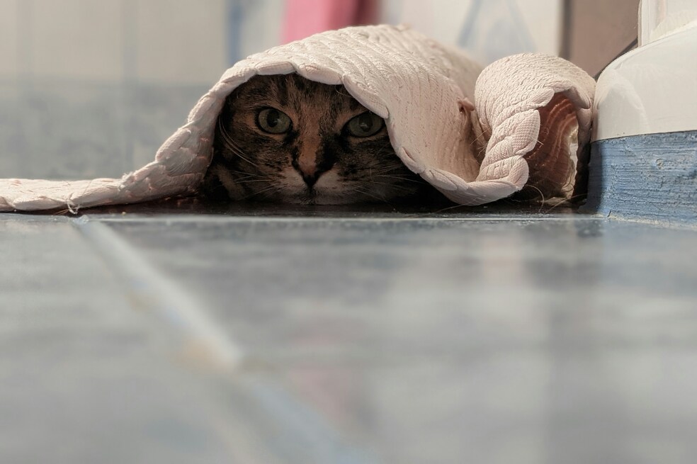 Animales espías: el debate ético sobre su papel en la inteligencia militar