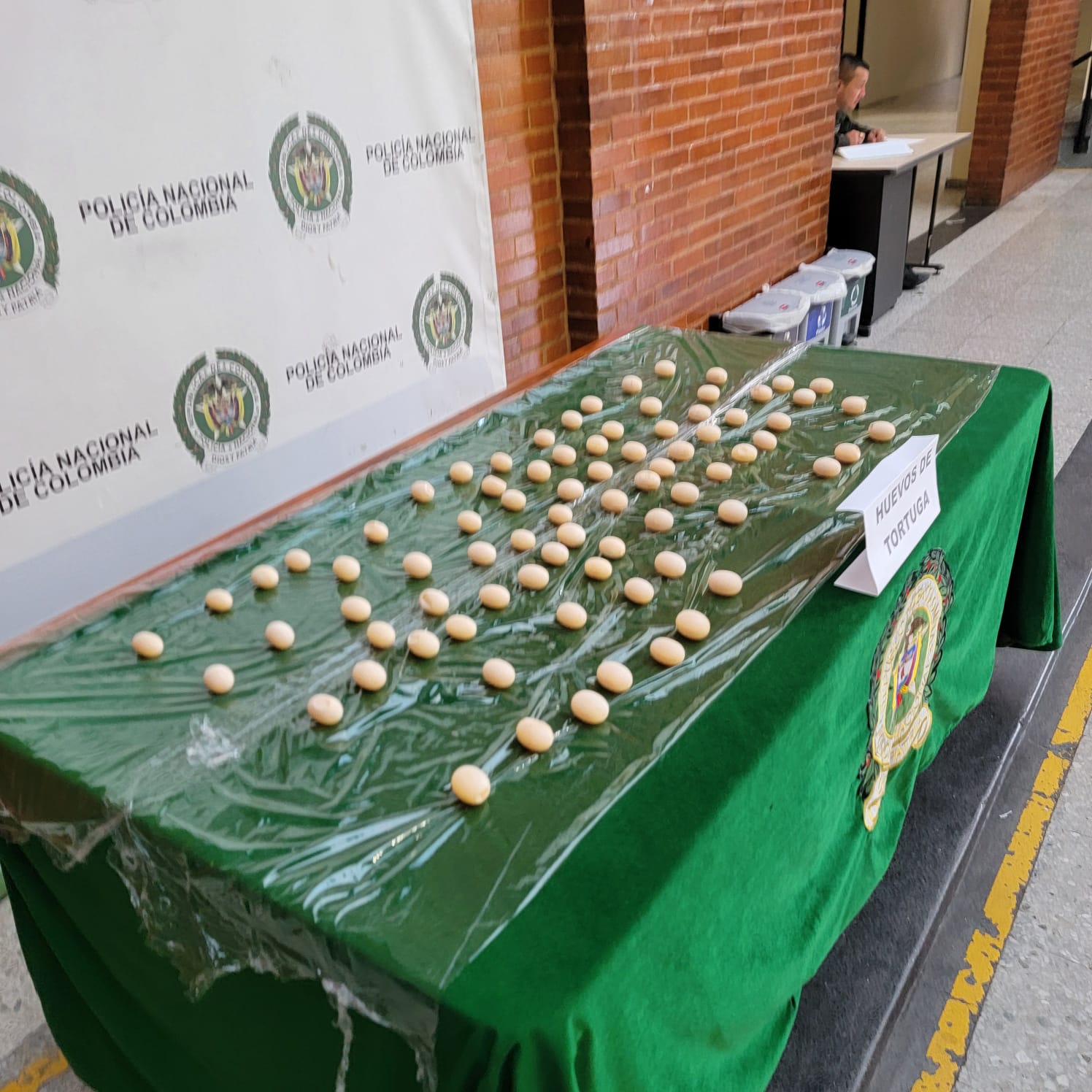 Incautan 80 huevos de tortuga terecay en el aeropuerto El Dorado
