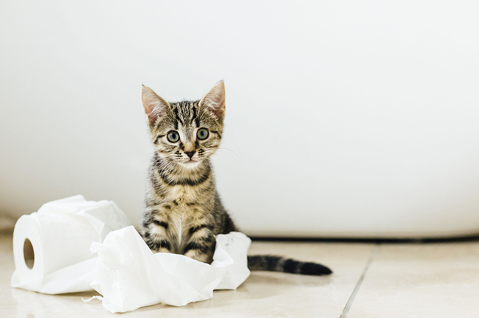 Desde el segundo día de vida los gatos pueden identificar olores. La leche materna primero entra por la nariz.