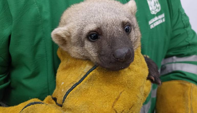 ¡Ojo! Movilizar, comercializar o traer animales silvestres a Bogotá es un delito