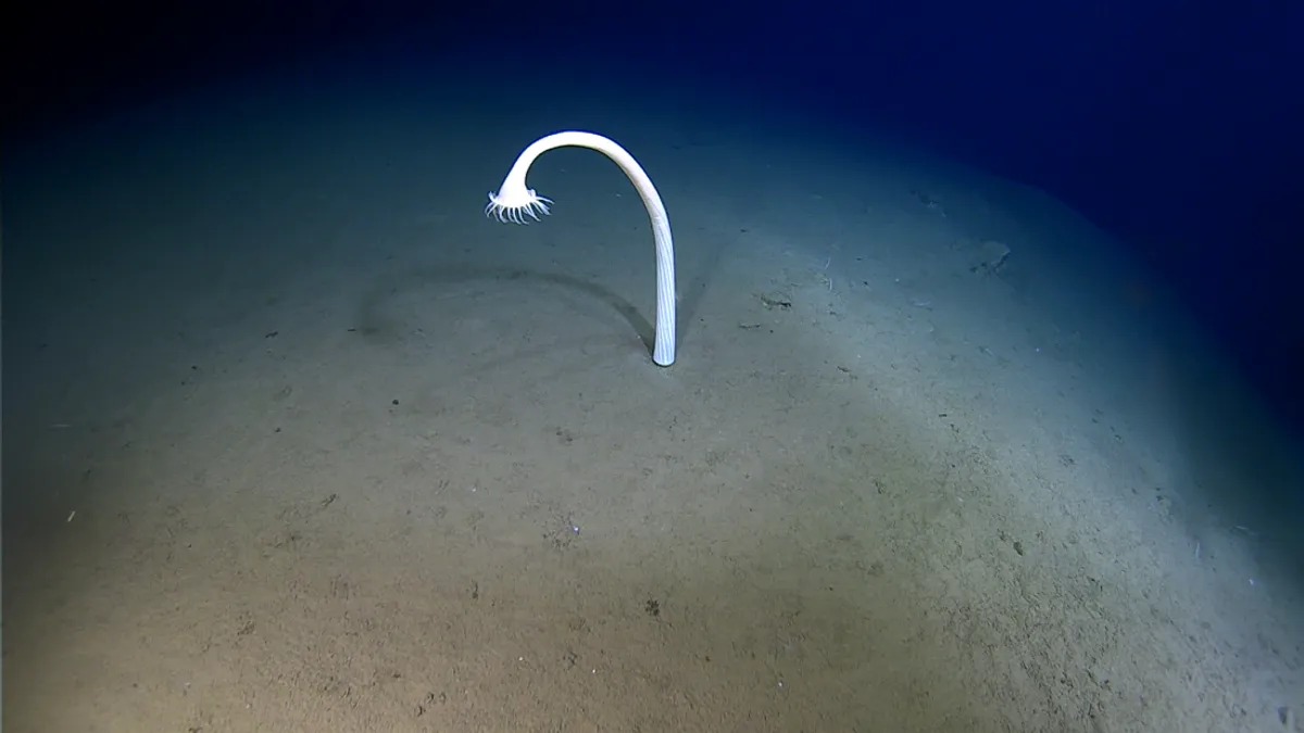 Las fascinantes criaturas descubiertas en expedición a una de las partes más profundas del océano