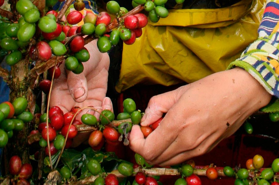 Dignidad cafetera confirma que sí participará en paro agrario
