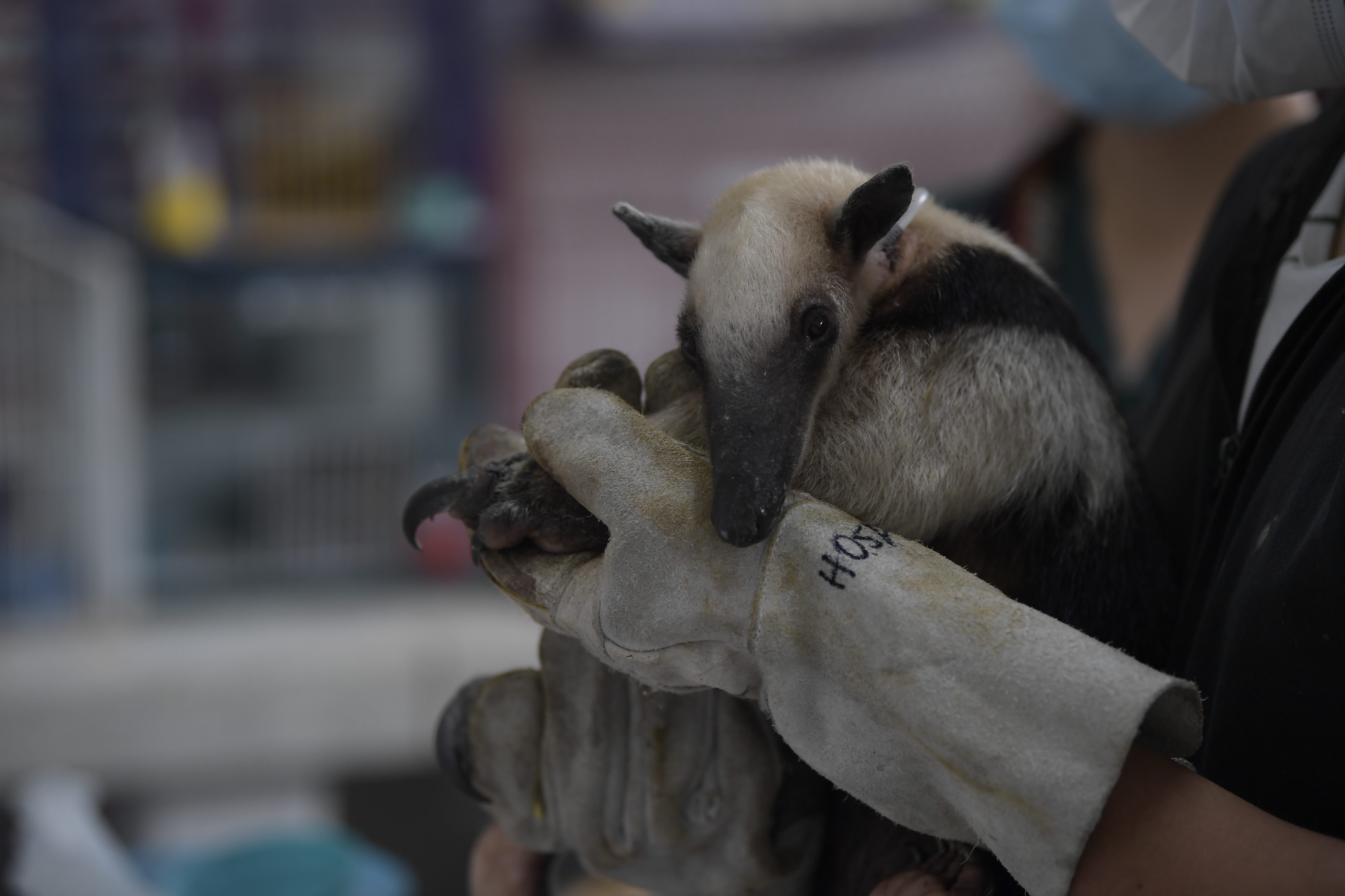 Estudiantes de la Universidad Nacional salvan la vida de animales silvestres