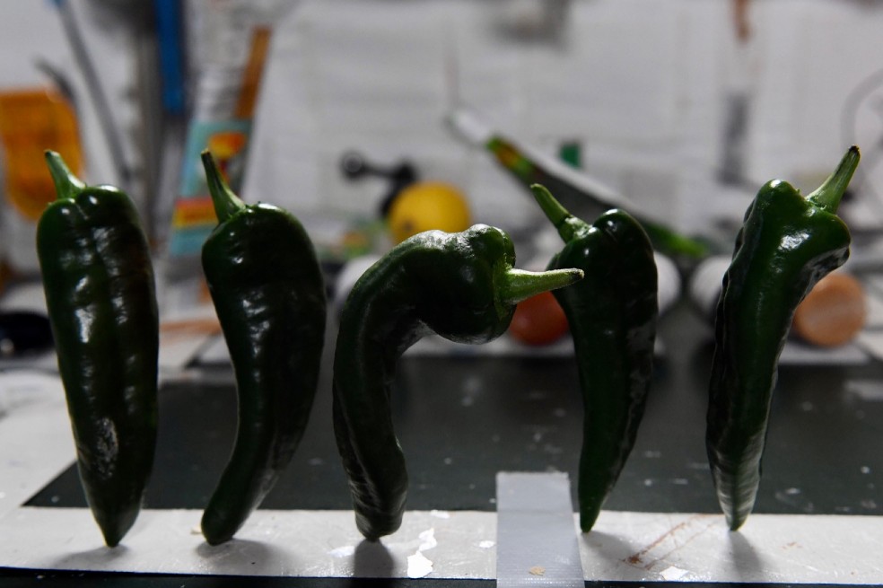 Astronautas logran la primera cosecha de chiles sembrada en el espacio