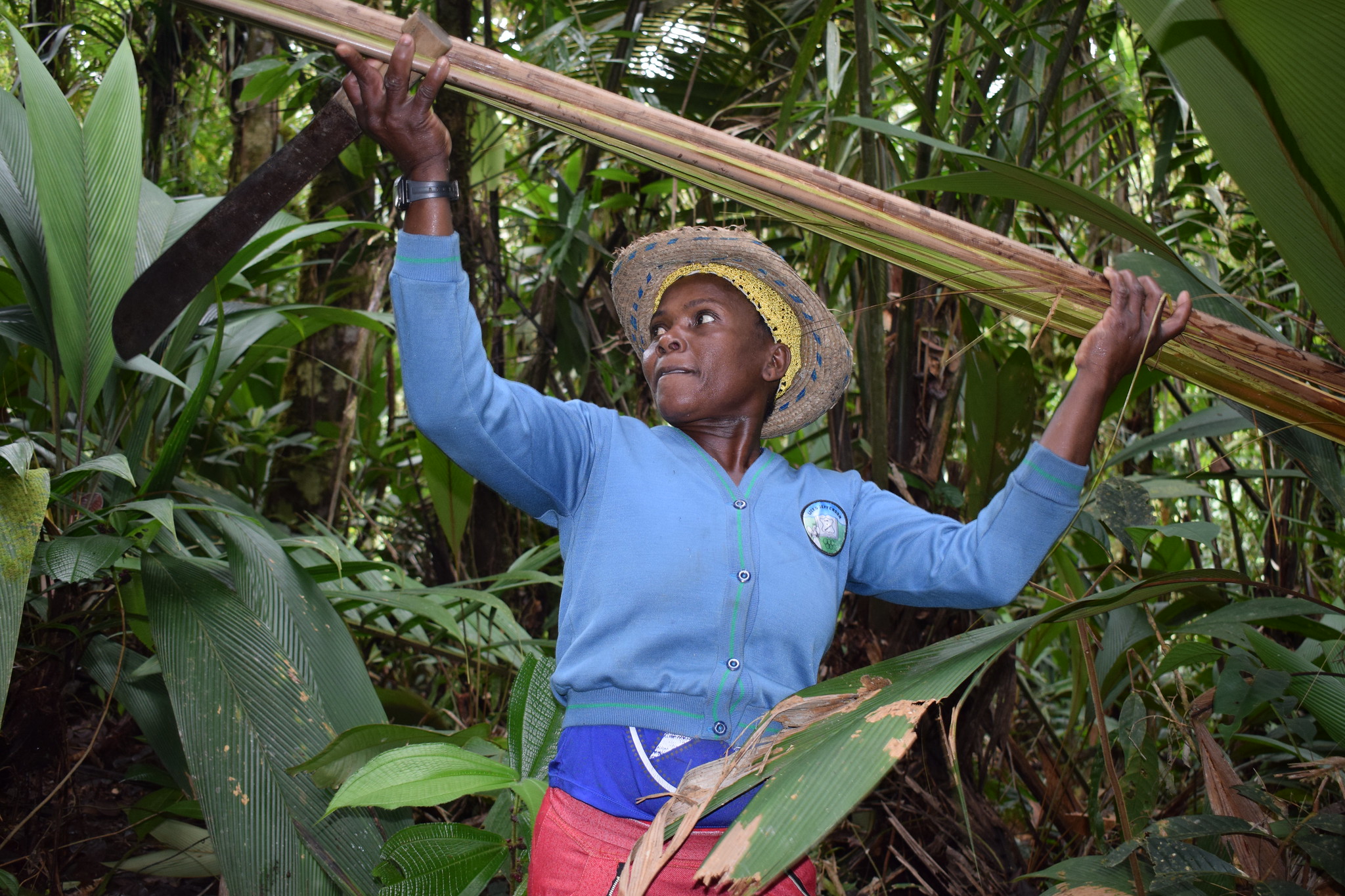¿Cuáles son los avances y retos de la economía forestal sostenible en Colombia?