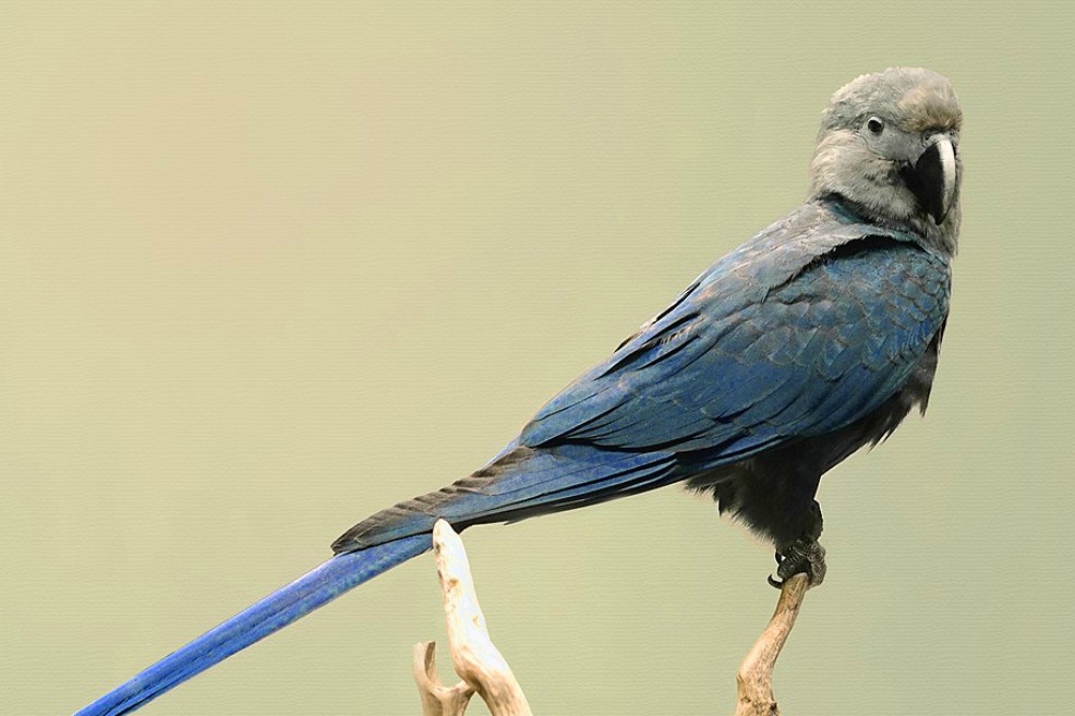Estas son las aves que no volveremos a ver. Acaban de declararlas extintas