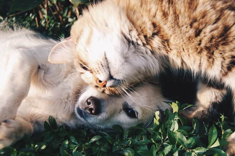 Recogen ayudas para alimentar perros y gatos durante la cuarentena en Bogotá