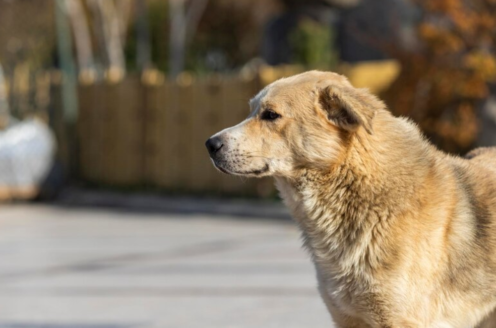 ¿A qué edad afecta el moquillo en perros? Señales de alerta