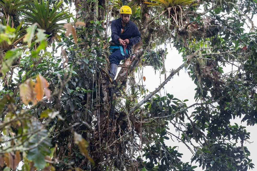 Magnolios colombianos, árboles primitivos en riesgo de desaparecer