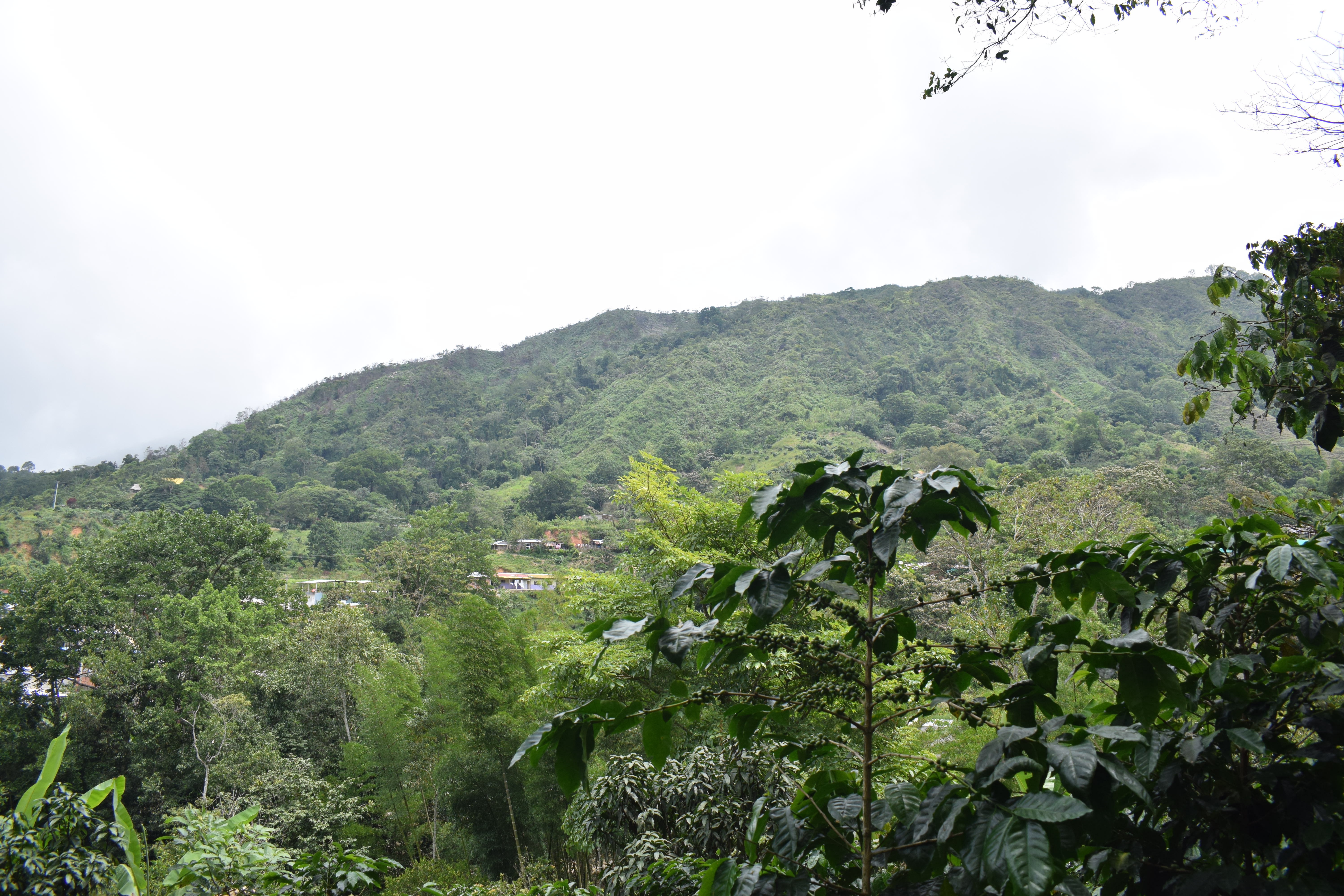 Los caficultores de la Sierra Nevada de Santa Marta le apuestan a la producción sostenible