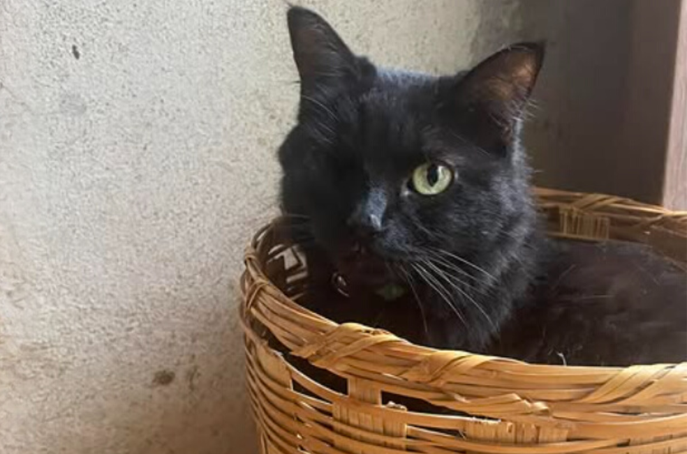 Esta gata negra sobrevivió a ritual de Halloween: su vida cambió al ser adoptada